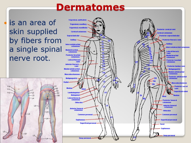 Dermatomes is an area of skin supplied by fibers from a single spinal nerve